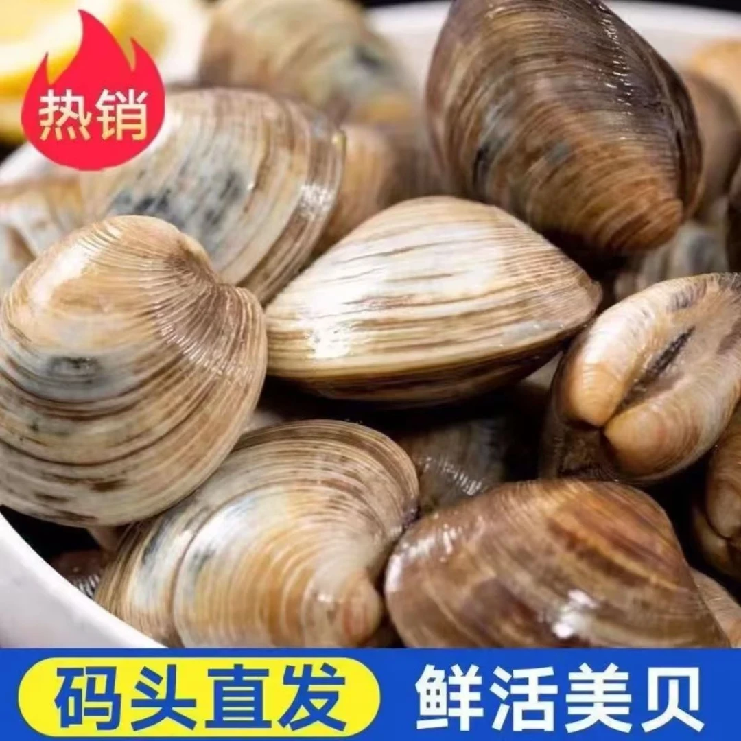 【顺丰包邮】鲜活肥美大蛤蜊美贝花蛤包活包肥拍5斤送2斤