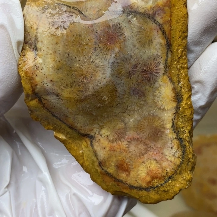 【闪购商品】未镶嵌珊瑚玉硅化玉包抛光