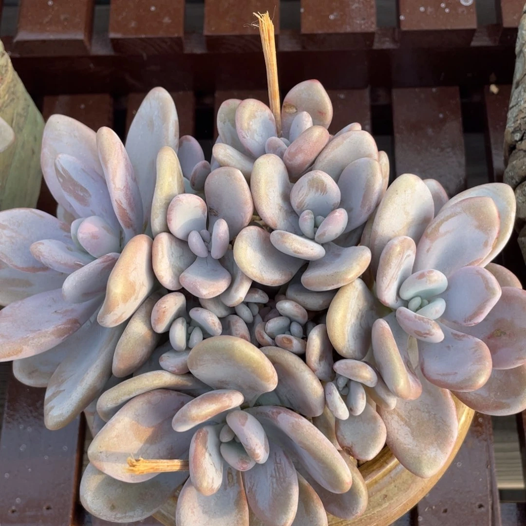 粉兔群生无砍无摘11头98