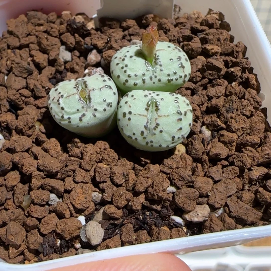 肉锥多肉植物好看-火龙果安贞母本1759