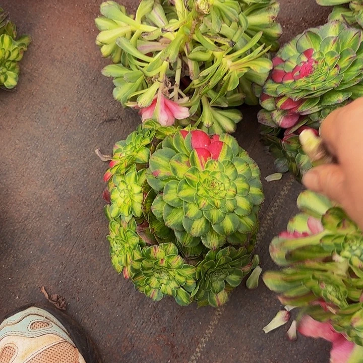 多肉植物知否1282