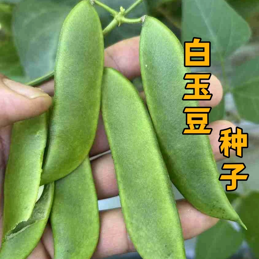 （全店满5元包邮）本地白玉豆种子新种芸豆春夏秋播蔬菜种孓