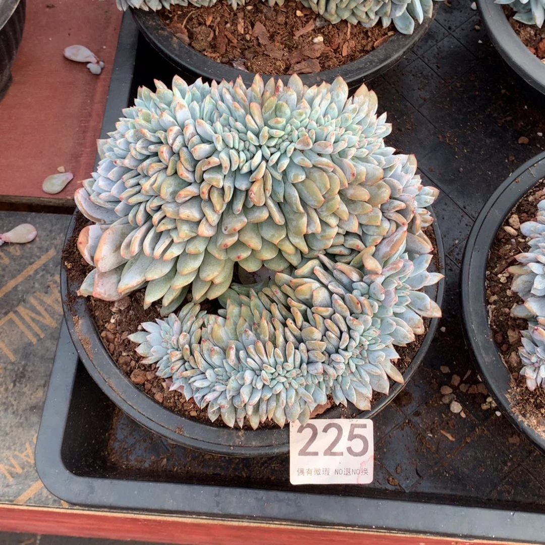 225橙子缀化多肉植物