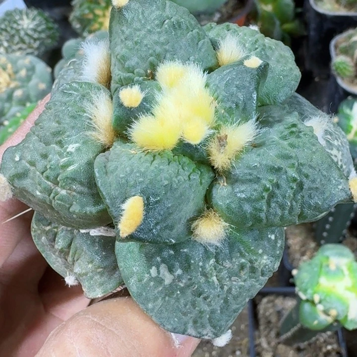 无花朵福利苗接大尤牛舌002