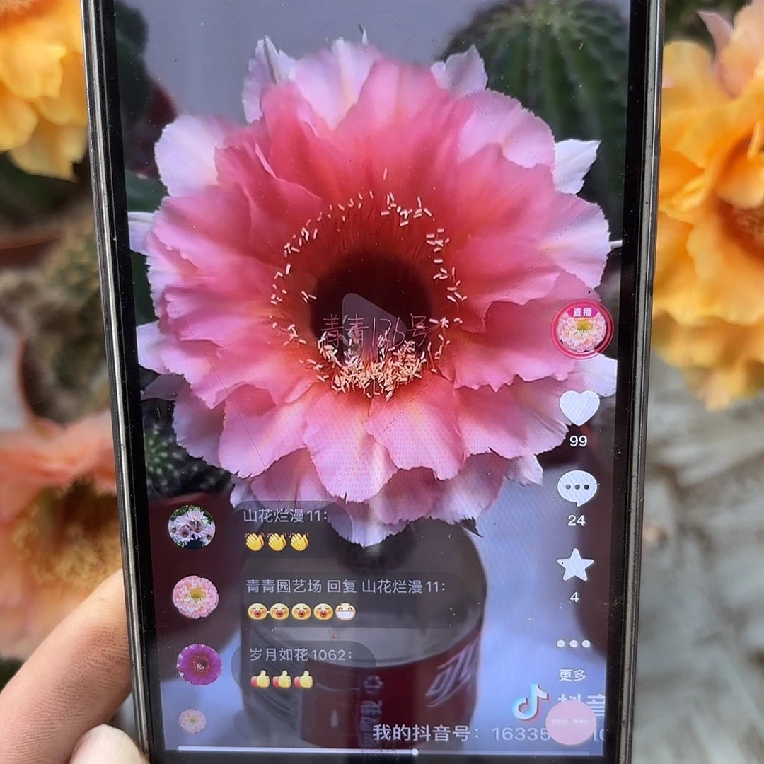 彩草126号5.5公分左右