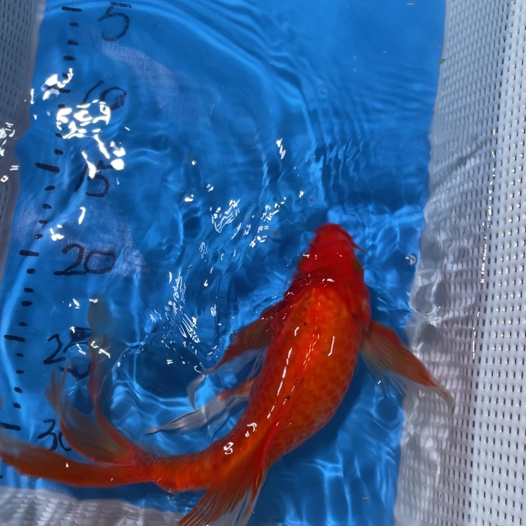 锦鲤锦鲤锦鲤包邮包邮哦