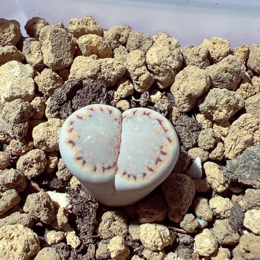 1103-287多肉多肉糖霜饼干