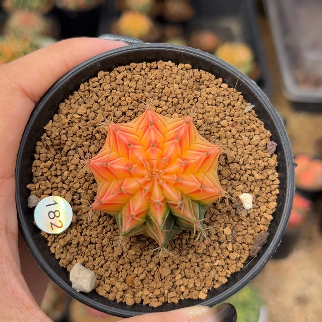 182 带盆土发货 福利