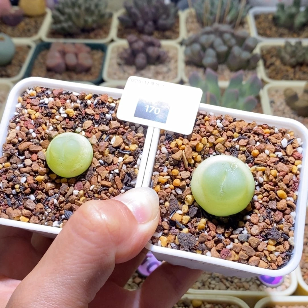 多***女170号两颗拉凳子好看好看