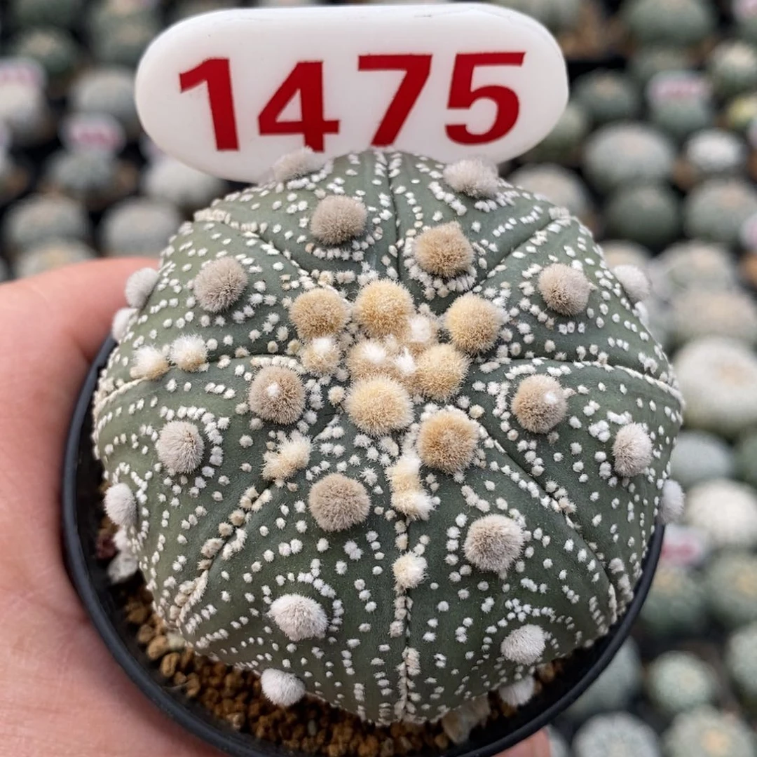 1475福利花园系列