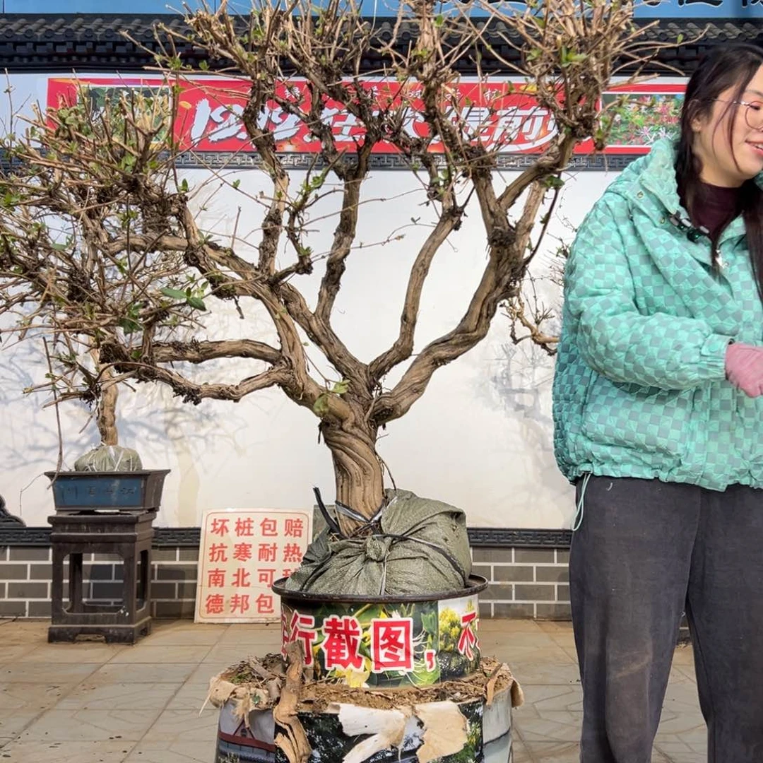 无花朵金银花8888
