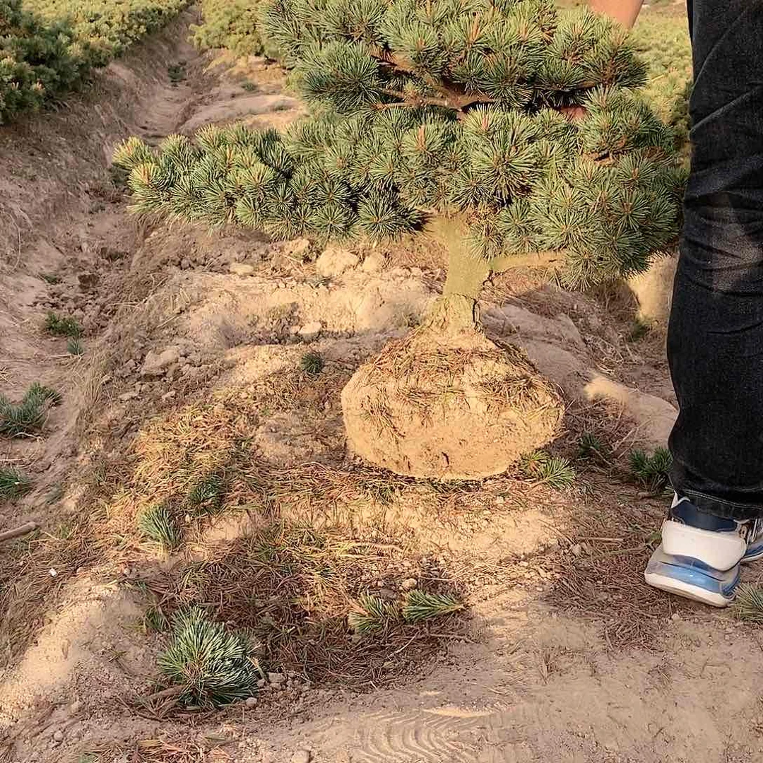 【闪购商品】无花朵用****6盆景