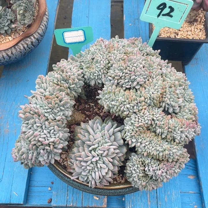 小雨多肉玛瑙缀化