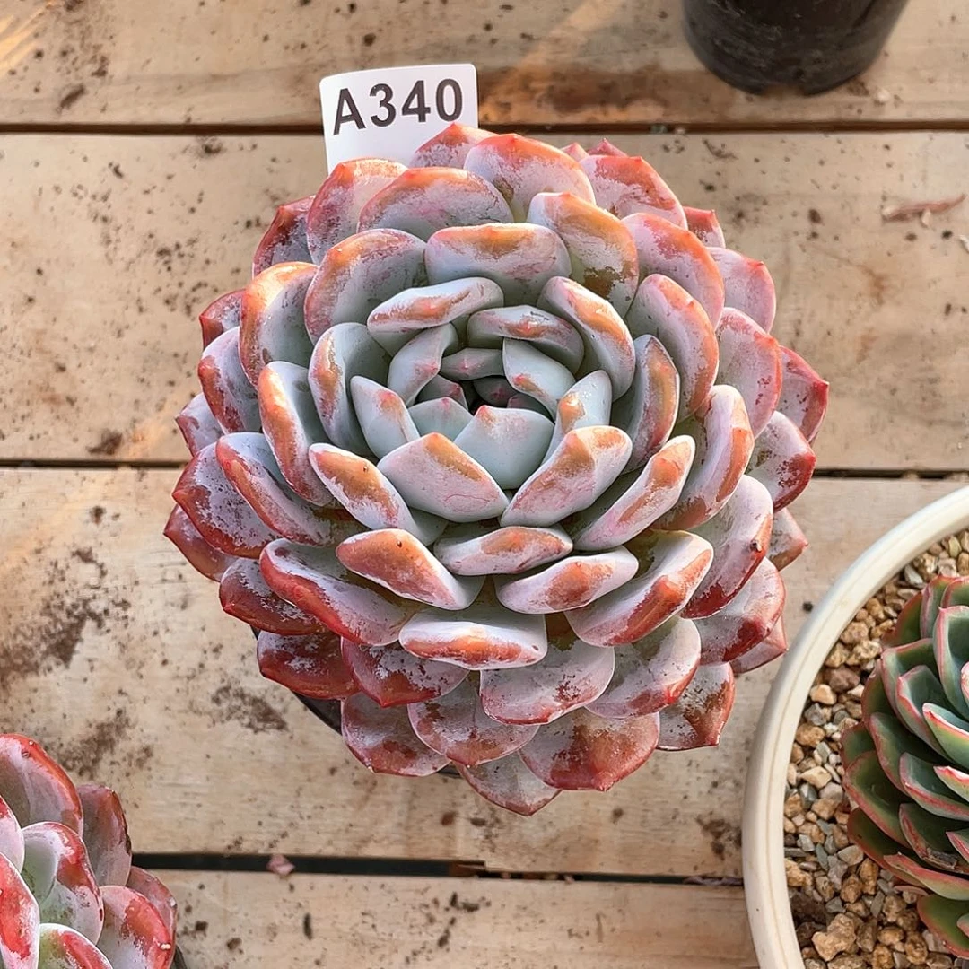 啵***球340多肉植物多肉植物