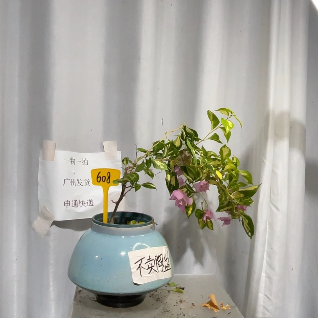 当前无花栽培后可以开花608金心橙白扦插牙签苗