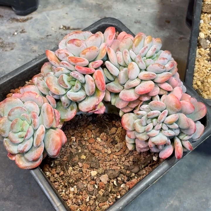 【闪购商品】香橙缀化