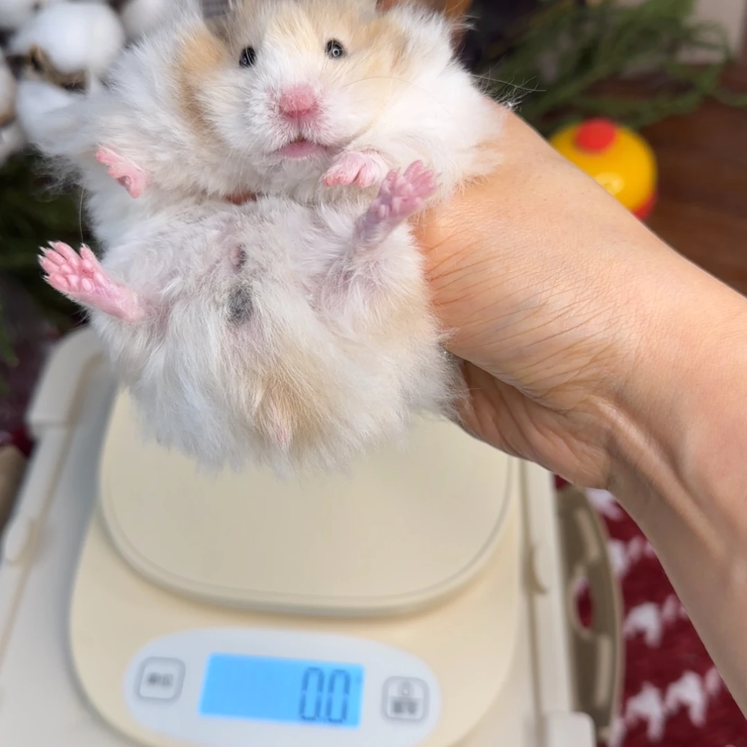 火波弟弟8.08生日