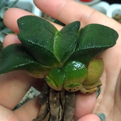 特宽军配蜗牛母本带3侧牙一起