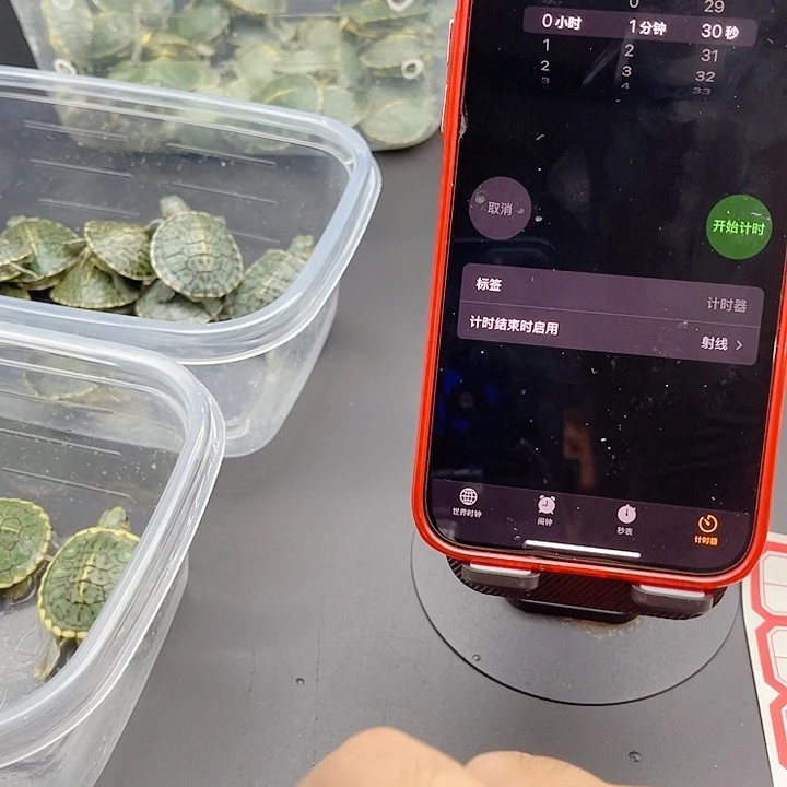母绿毛龟111111111