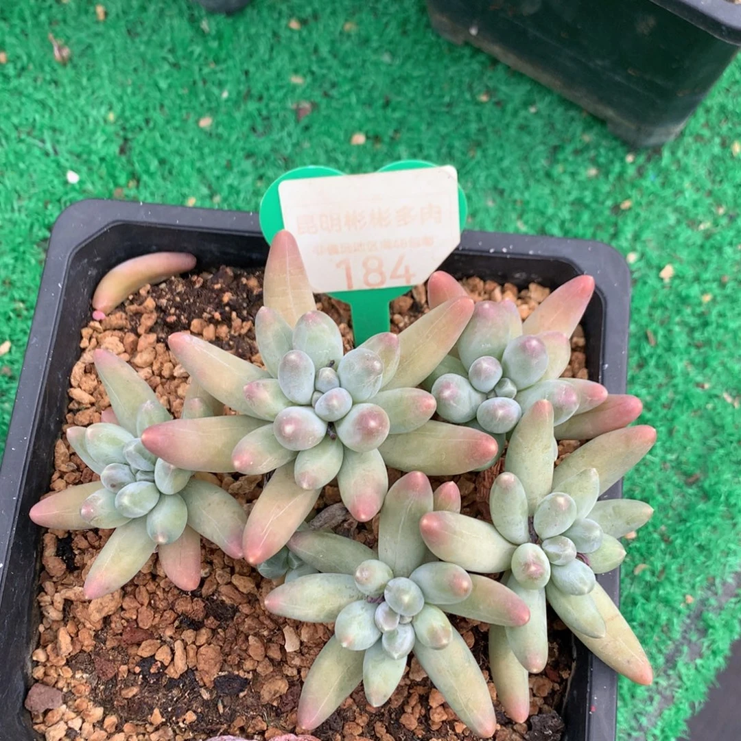 乌拉奶无砍老桩184
