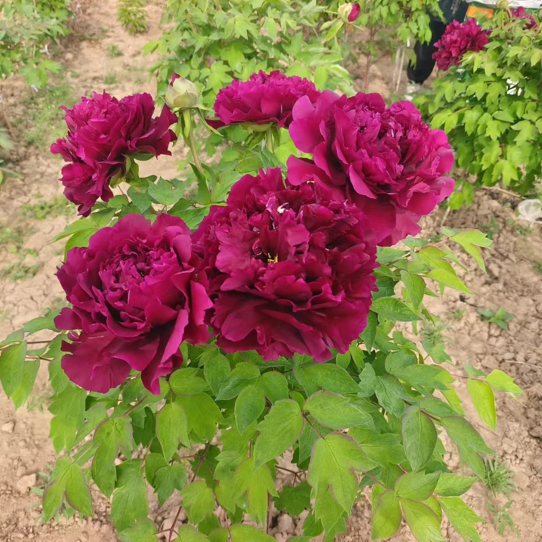 正宗菏泽牡丹花苗带芽苞重瓣花卉耐寒可室内外种植盆栽黑夫人