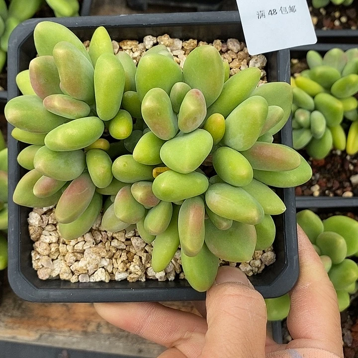 啊***罗芒果奶群生多肉多肉1195