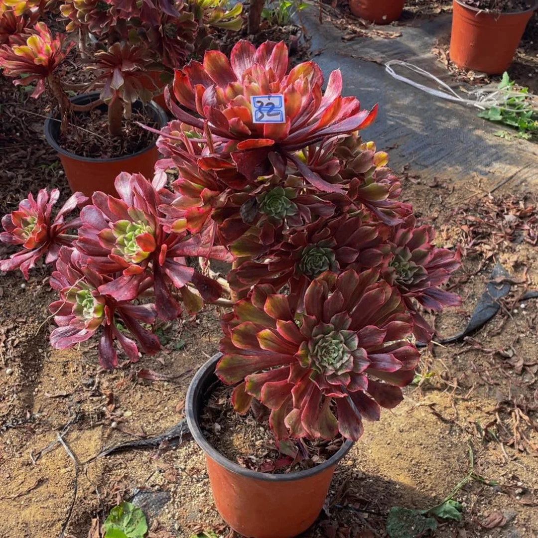 妖桩鲜花32鲜花老桩