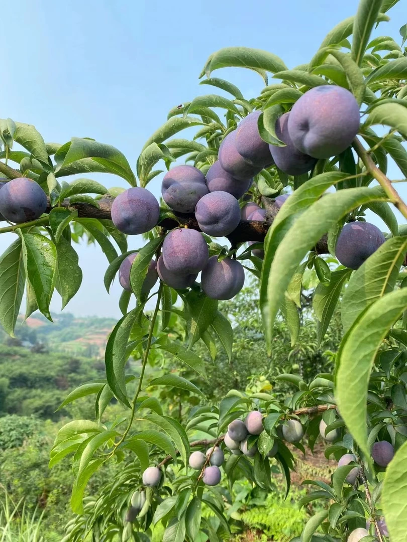 开州本地红脆李（普快包邮）