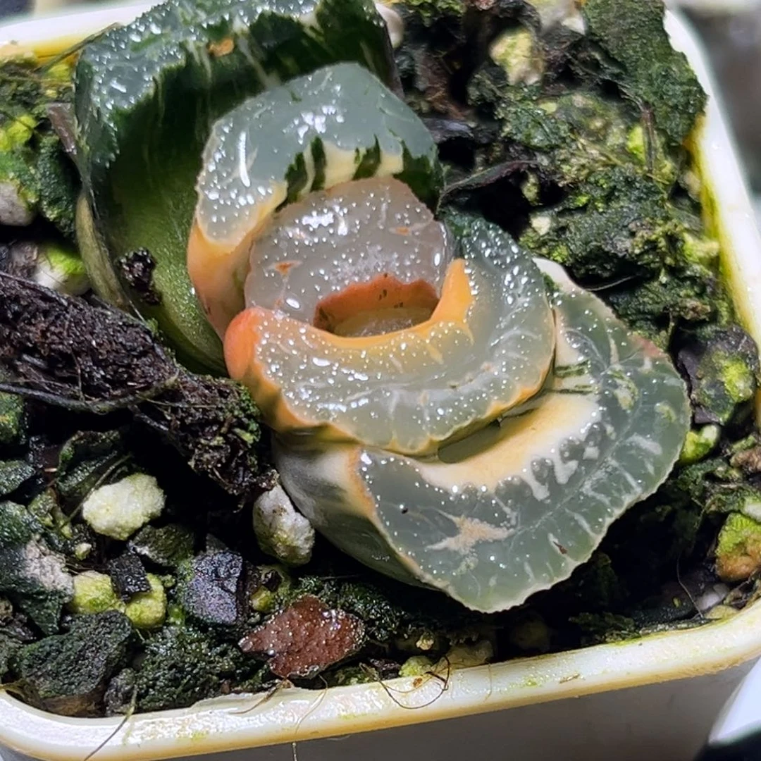 恭喜发财大吉大利0187十八古令
