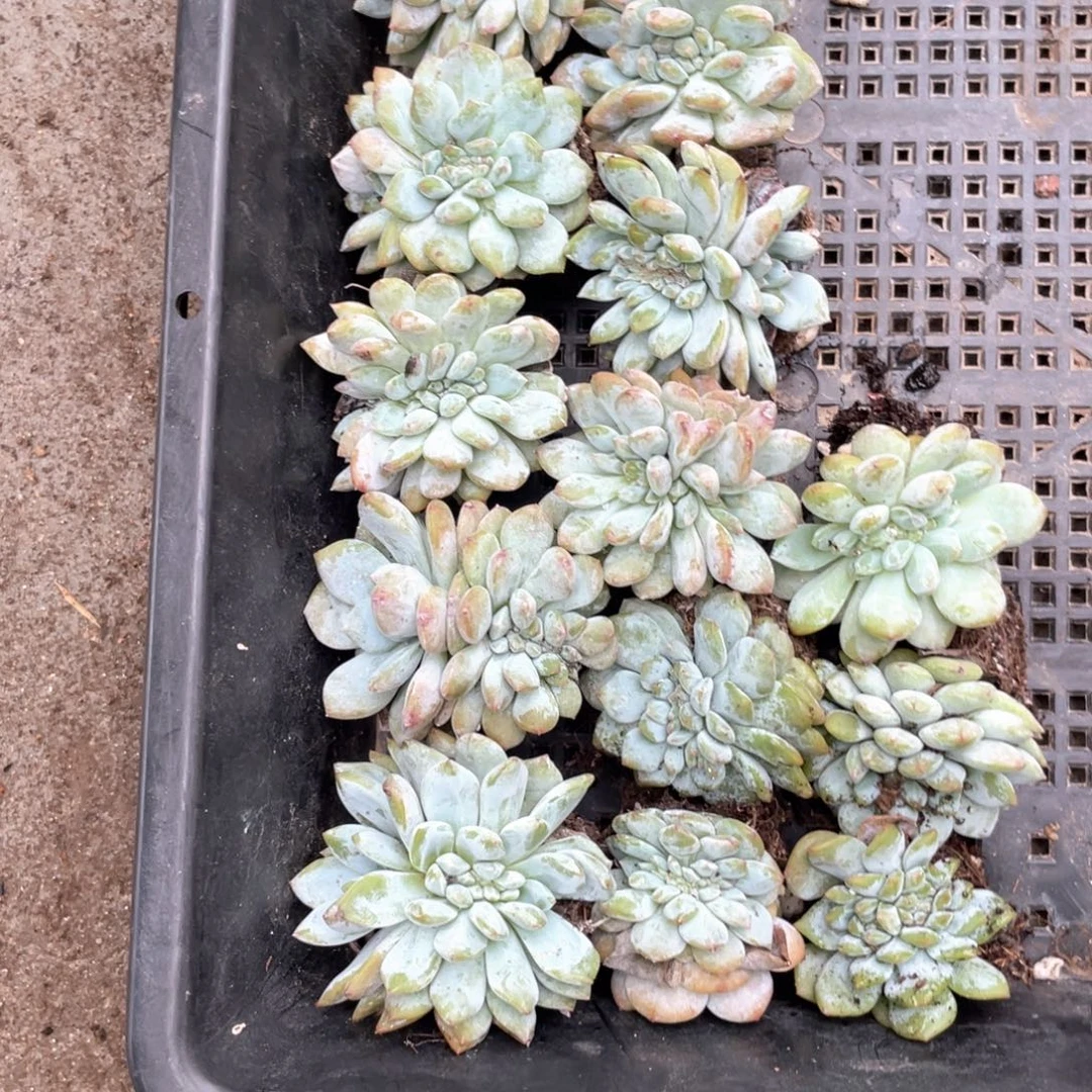 杨****十四颗星影缀75965899