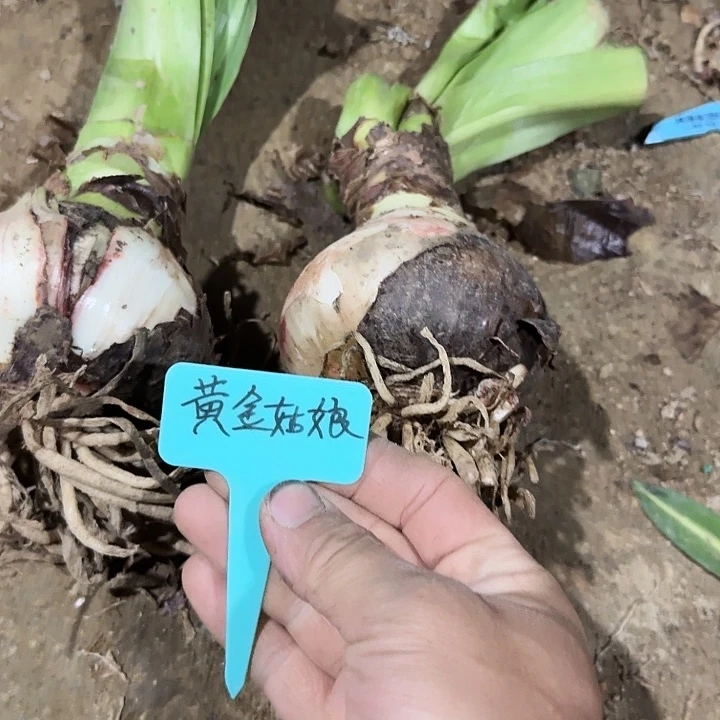 黄金姑娘朱顶红一棵9+