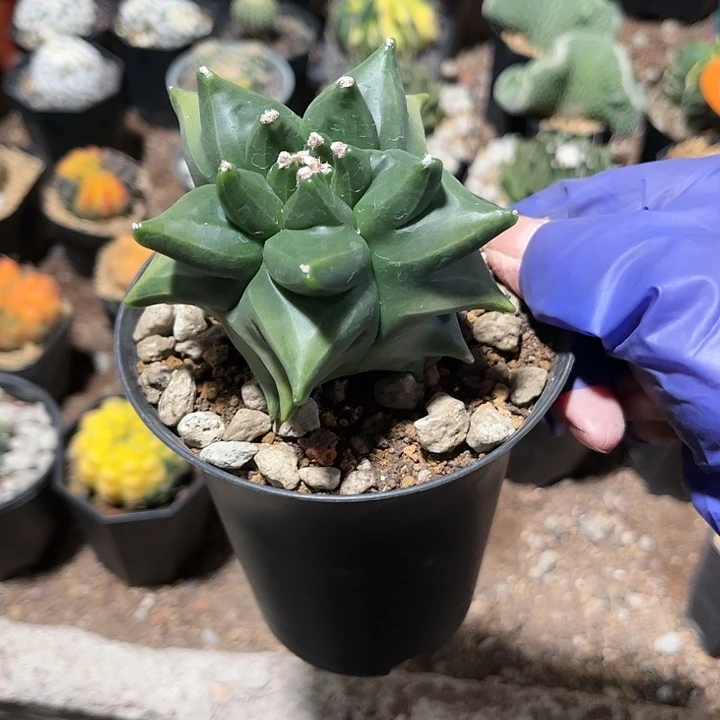 风**阳1111111111111111