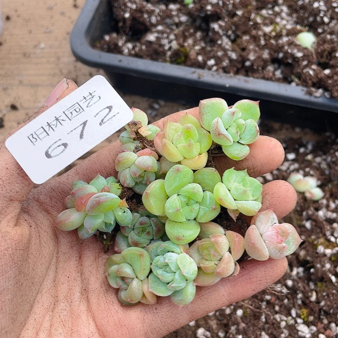 多肉植物多肉植物672