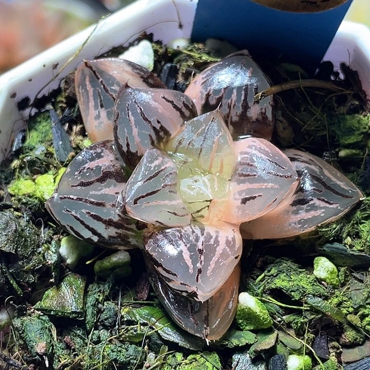 600赤焰玉露锦特选福利