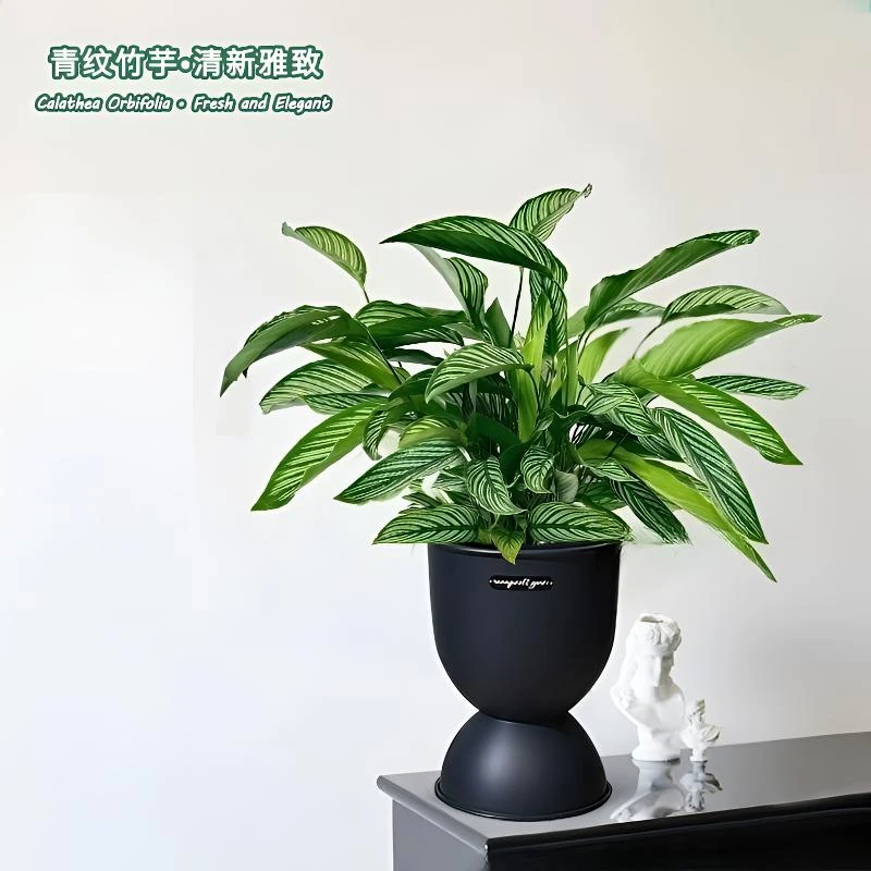 青纹竹芋盆栽观叶净化空气植物客厅吸甲醛绿植耐阴四季好养