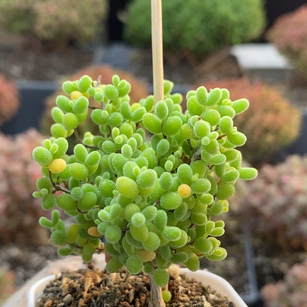 蜜橘糖球6842枝干番杏