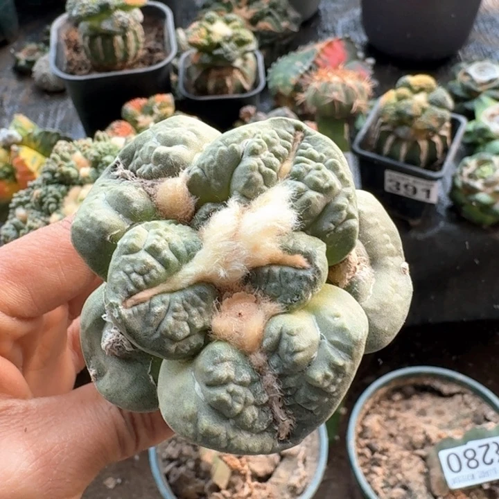 541超大尤龟甲牡丹