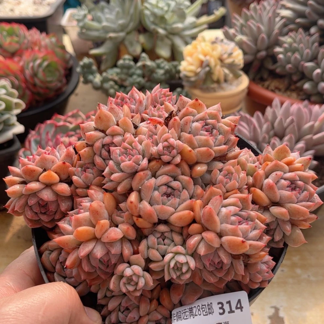 【闪购商品】314霜花