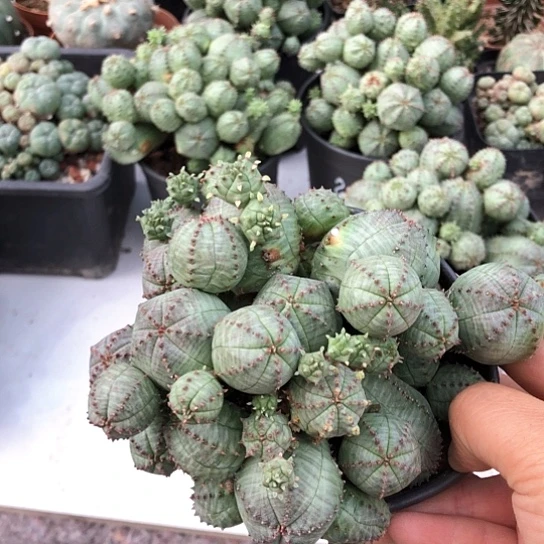 多***铁无花朵子吹布纹球群特价带盆