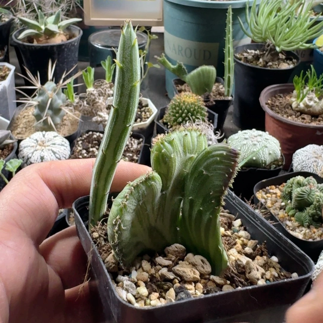 蛋***宝249天龙缀化带盆发货