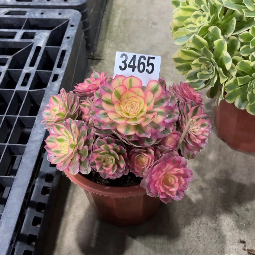 无花朵3465倾城11111111