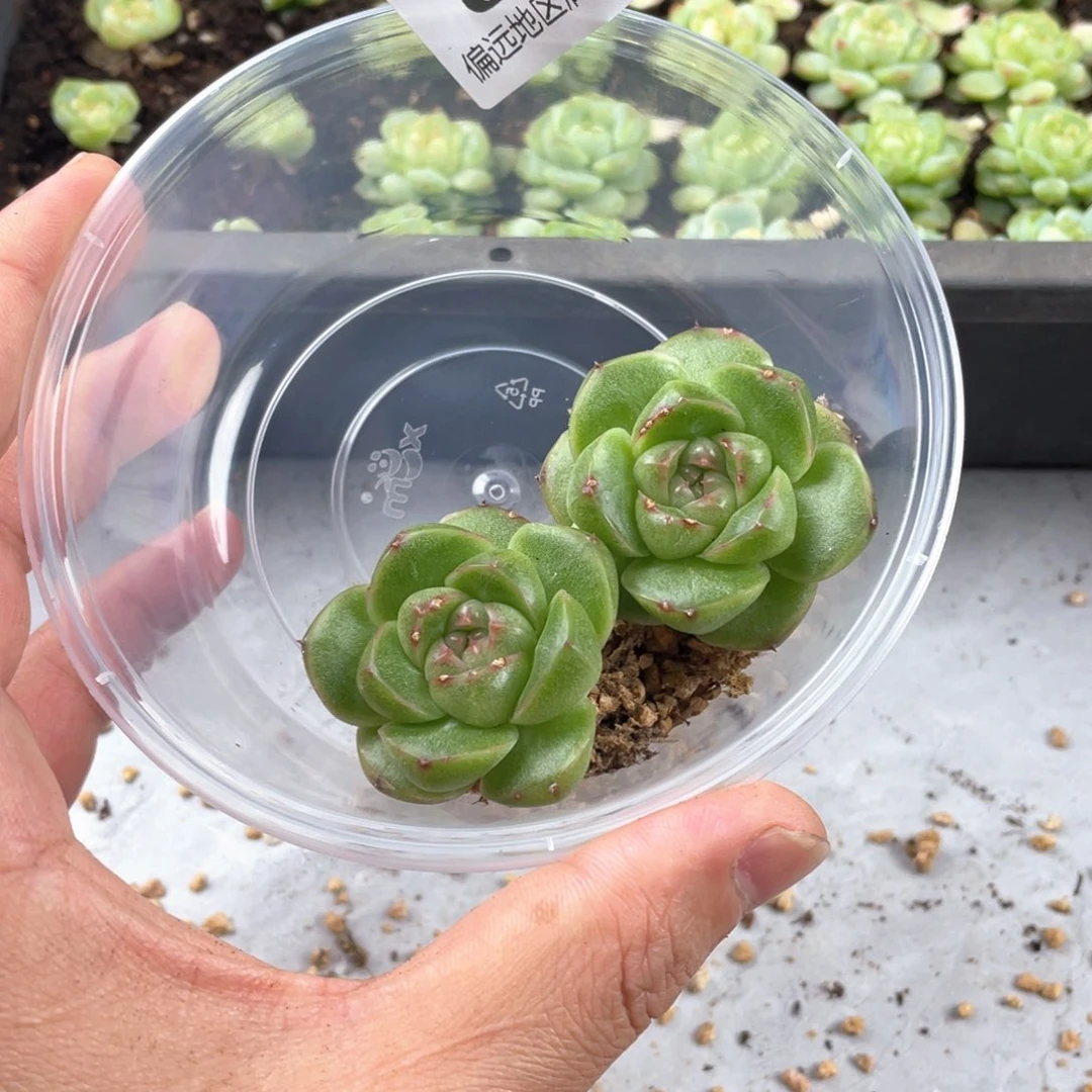 m100珍妮一物一拍094
