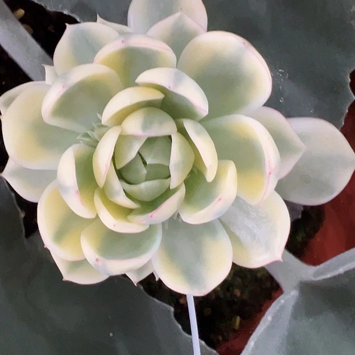韩水晶锦多肉植物