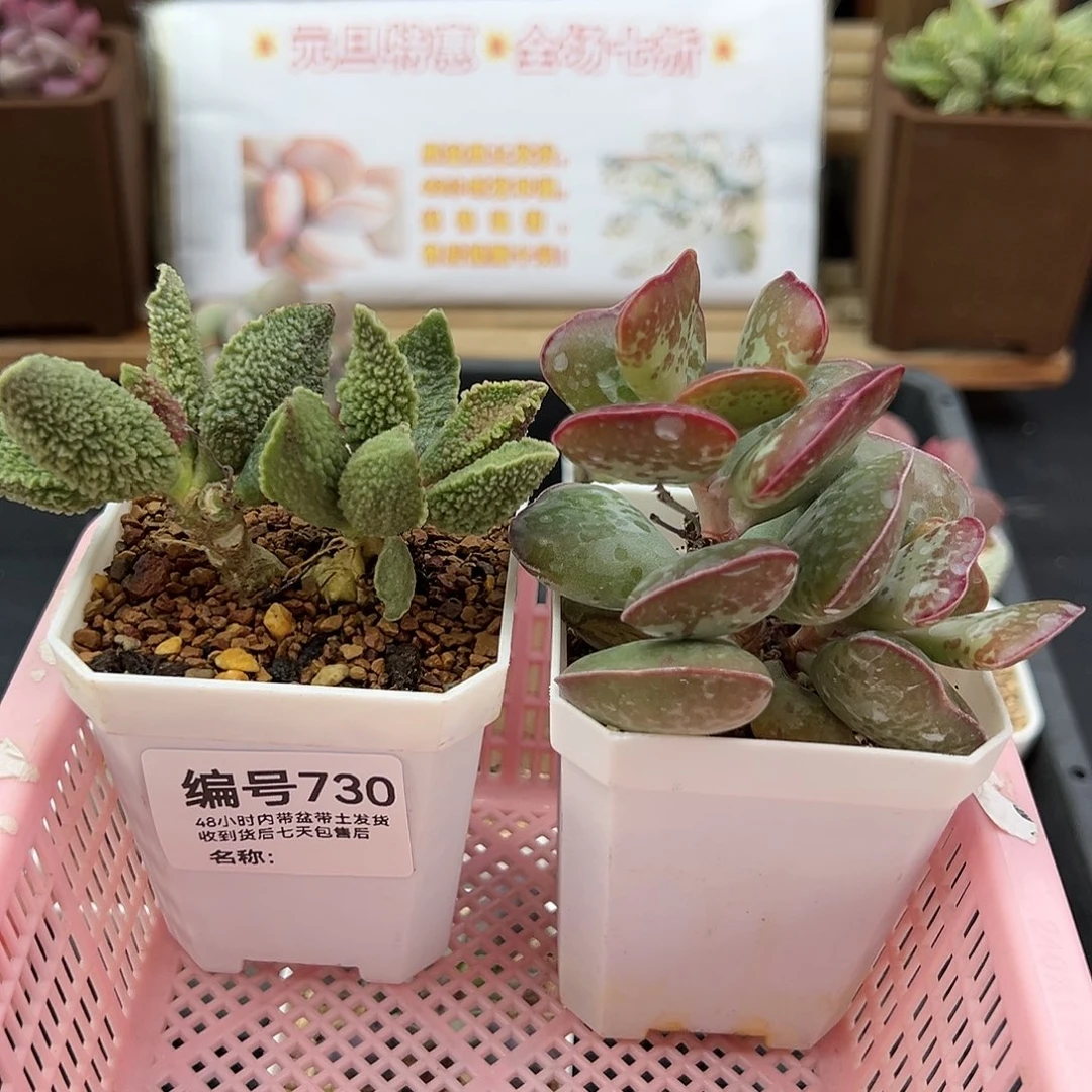 阿***?730绿皮爱心多肉植物