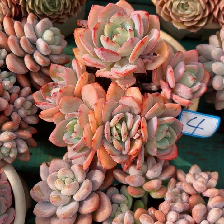 4白月光朵朵平平安安