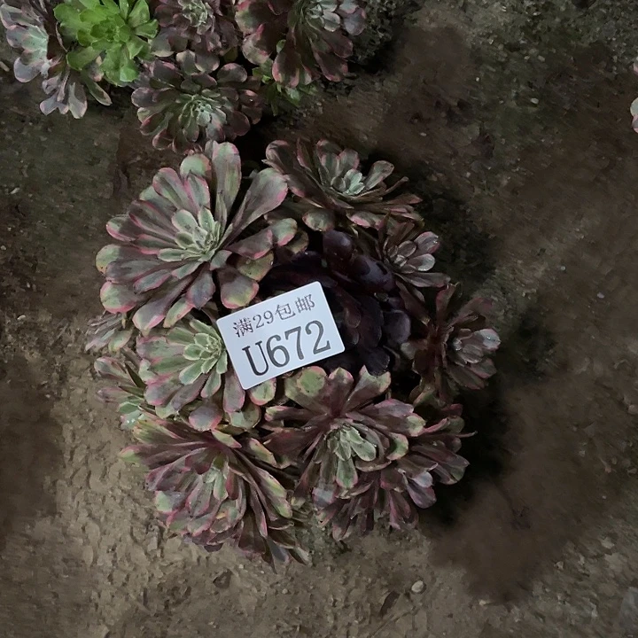 672花脸粉黛  多肉植物