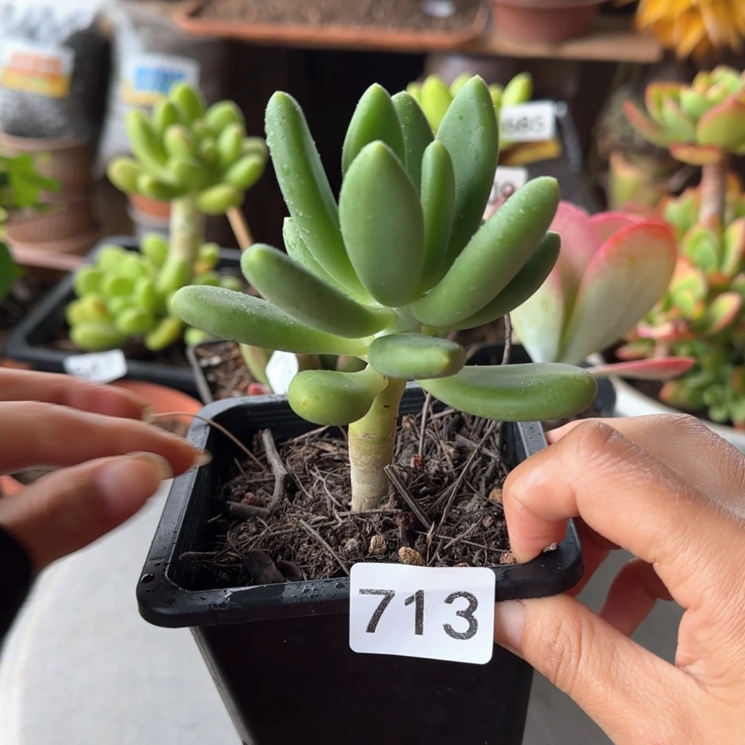 713号 一物一拍 一物一拍