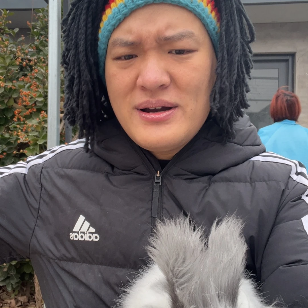 双血统英系安哥拉兔