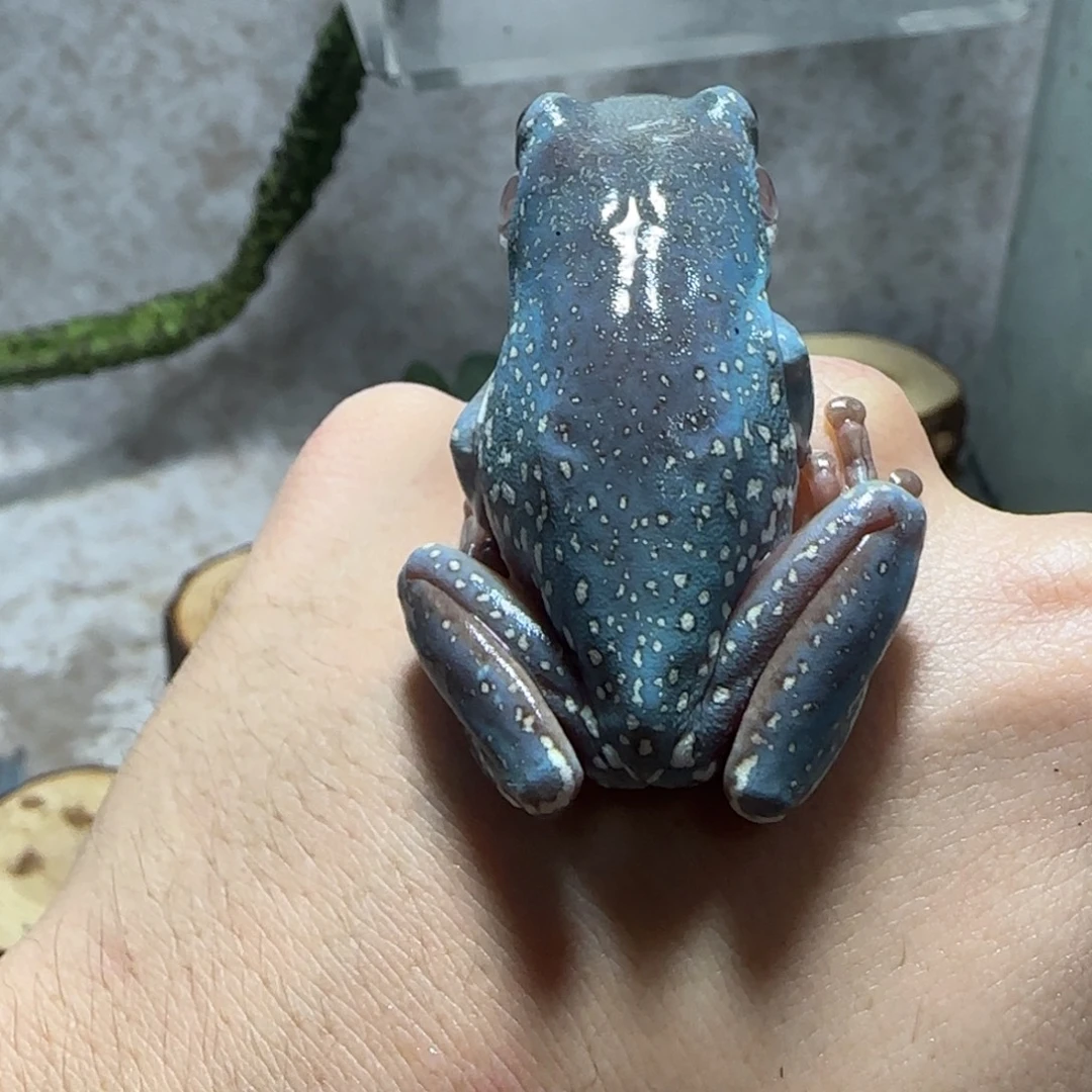 老爷树蛙3 奥蓝暴雪头顶洒金