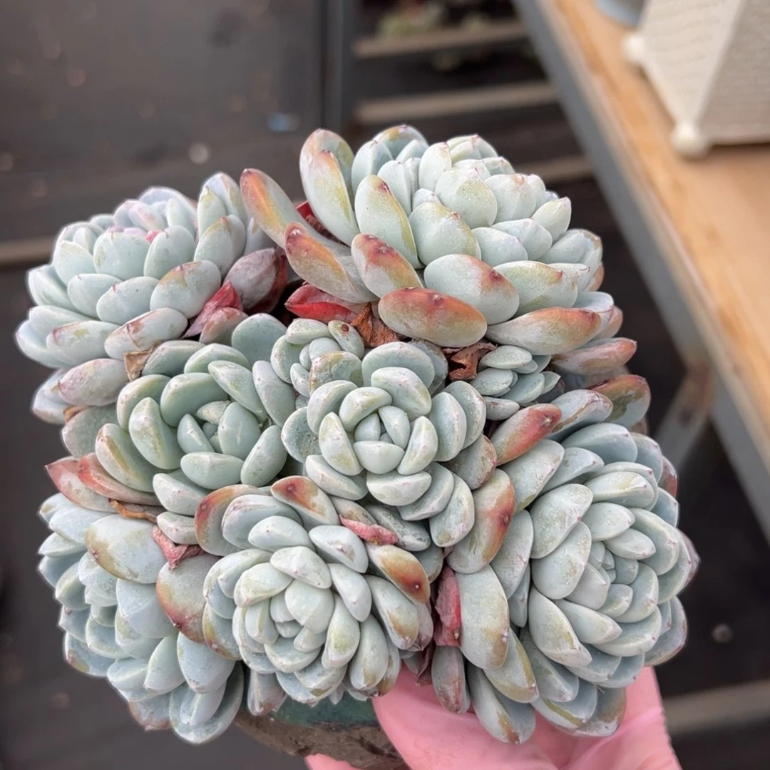 开播福利 半价 新年快乐